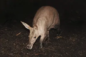 Aardvark (Orycteropus afer), captive