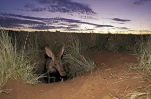Aardvark (Orycteropus afer), emerging from burrow at dusk