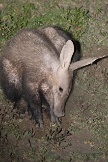 Aardvark (Orycteropus afer), subadult