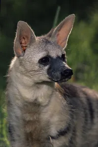 Aardwolf (Proteles cristatus), captive, Africa