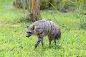 An aardwolf (Proteles cristatus) funs across a green meadow
