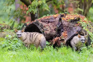 An aardwolf (Proteles cristatus) leaves slowly the hollow