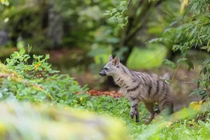 An aardwolf (Proteles cristatus) stands in a green meadow behind a mossy rock at the edge of the forest