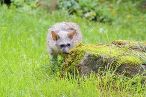 An aardwolf (Proteles cristatus) stands in a green meadow behind a mossy rock at the edge of the forest
