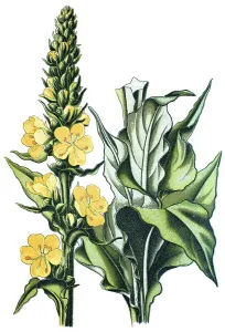 Aarons rod (Verbascum schraderi)