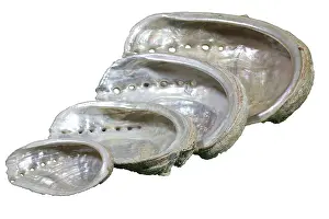Abalone (Haliotis tuberculata), exposed