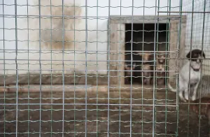 Framed Print : Abandoned dogs in a cage
