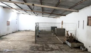 Framed Print : Abandoned dogs in a cage Framed Print : Abandoned dogs in a cage