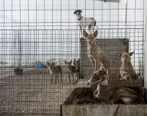 Framed Print : Abandoned dogs in a cage Framed Print : Abandoned dogs in a cage