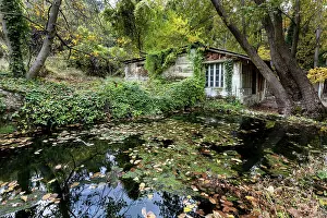 Abandoned house in the forest in autumn with yellow maple leaves in the ground
