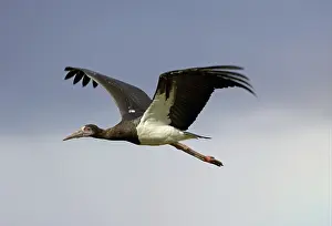 Abdim's Stork (Ciconia abdimii)