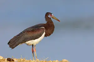 Abdim's stork, rain stork