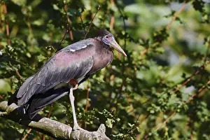 Abdim's stork or rain stork (Ciconia abdimii) stands on a branch
