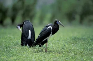 Abdim's Stork, White-bellied Stork (Ciconia abdimii)