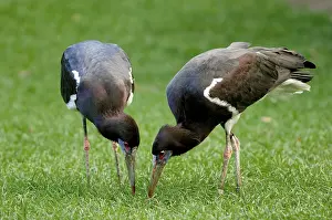 Abdim's Storks (Ciconia abdimii)<br> Abdim's Storks (Ciconia abdimii)