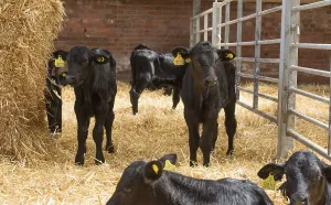 Aberdeen cattle, Aberdeen beef