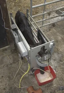 Aberdeen cattle, Aberdeen beef