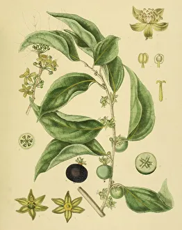 Aberia gardneri, syn. Dovyalis hebecarpa