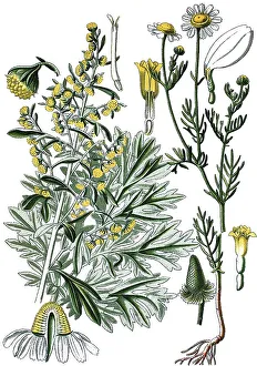 Absinthe Wormwood or Green Ginger (Artemisia absinthium)