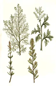 Absinthium ponticum aluine romane