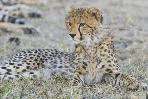 Abstract, active, activity, africa