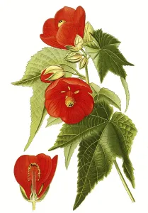 Abutilon venoso striatum, mallow