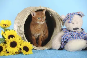 Abyssinian cat in a basket with a teddy bear beside it