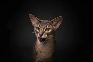 Framed Print : Abyssinian cat (Felis catus), licking its mouth
