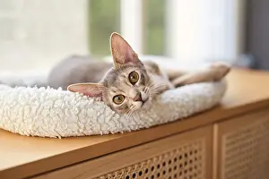Abyssinian cat (Felis catus), lying in a cuddly bed