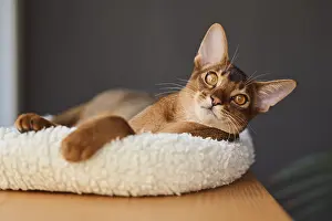 Framed Print : Abyssinian cat (Felis catus), lying in a cuddly bed Framed Print : Abyssinian cat (Felis catus), lying in a cuddly bed