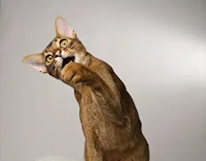Abyssinian cat (Felis catus), raises paw