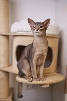 Abyssinian cat (Felis catus), sitting on the scratching post