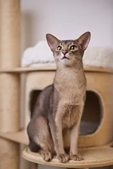 Abyssinian cat (Felis catus), sitting on the scratching post