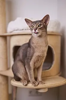 Abyssinian cat (Felis catus), sitting on the scratching post
