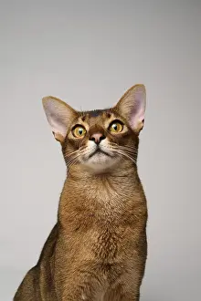 Abyssinian cat (Felis catus), in studio with white background
