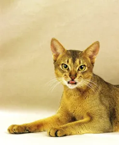 Abyssinian Domestic Cat, Adult with Tongue out