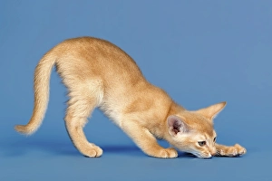 Abyssinian kitten, 9 weeks, colour fawn