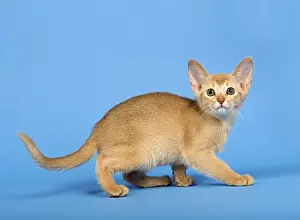 Abyssinian kitten, 9 weeks, colour fawn