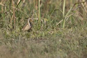 Abyssinian Longclaw (Macronyx flavicollis) perched on the ground