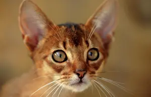 Abyssinian wild coloured male 13 weeks old