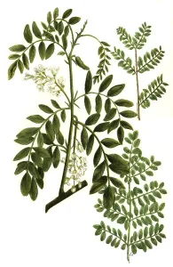 Acacia americana sylvestris and Acacia americana robini