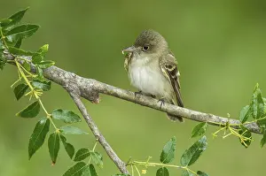 Acadian Flycatcher (Empidonax virescens) perched on a branch