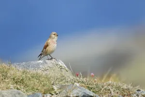 Acanthis cannabina, Blood Linnet
