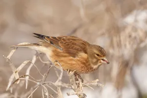 Acanthis cannabina, Linnet, Linnet
