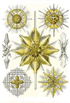 Acanthometra, Spiny Ray Rings, Art Forms of Nature