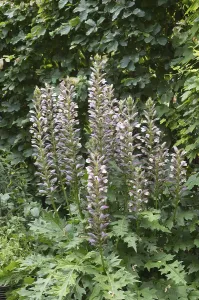 Acanthus mollis, commonly known as bear's breeches
