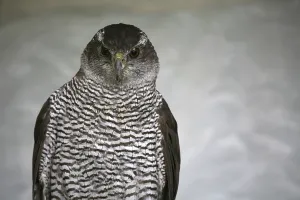 Accipiter gentilis (Accipiter gentilis)