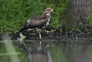 Accipitriformes, black kite, milvus migrans