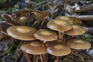 Accumulation (Kuehneromyces mutabilis) of sticky sponges in a mixed forest