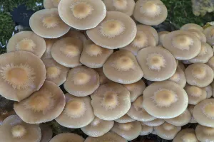 Accumulation (Kuehneromyces mutabilis) of sticky sponges in a mixed forest
